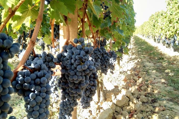 Bordeaux Private Wine Tours at Left Bank Medoc