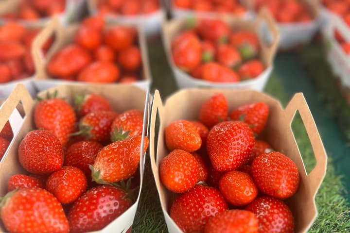 Food Tour in Nice's Libération Market with Local Tastings