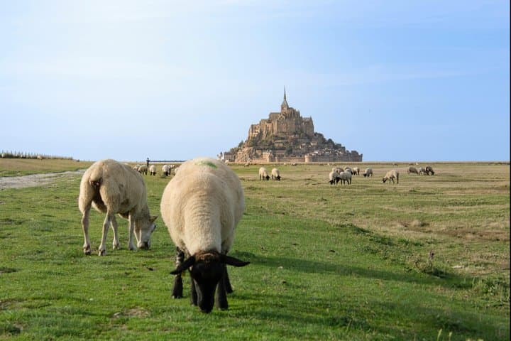 Cherbourg Shore Excursion: Private Day Trip to Mont-Saint-Michel