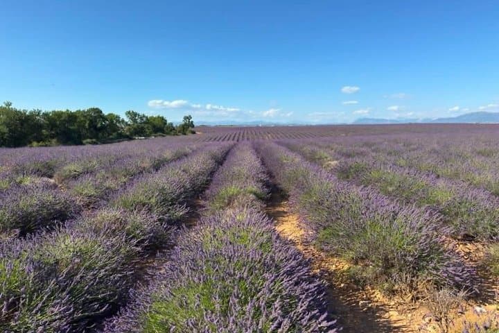 Verdon Gorges and Valensole Lavender Motorcycle Tour from Nice