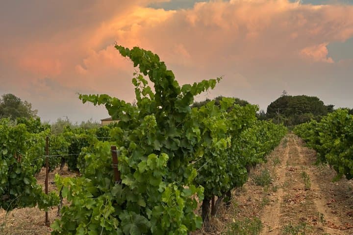Route d'Orange secret route in the vineyards of Vaucluse