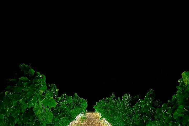 Rousset les Vignes night walk in the vineyards