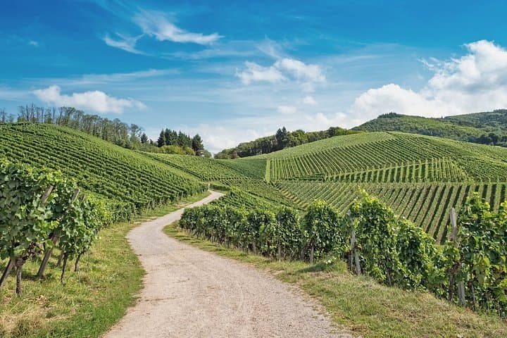 Orschwihr: Vineyards, winery and tasting Guide 6 Alsatian wines