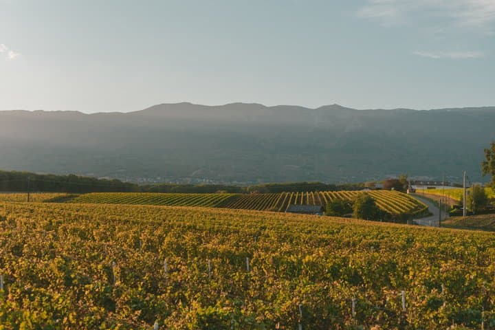Grand Crus and Terroir wines from Alsace