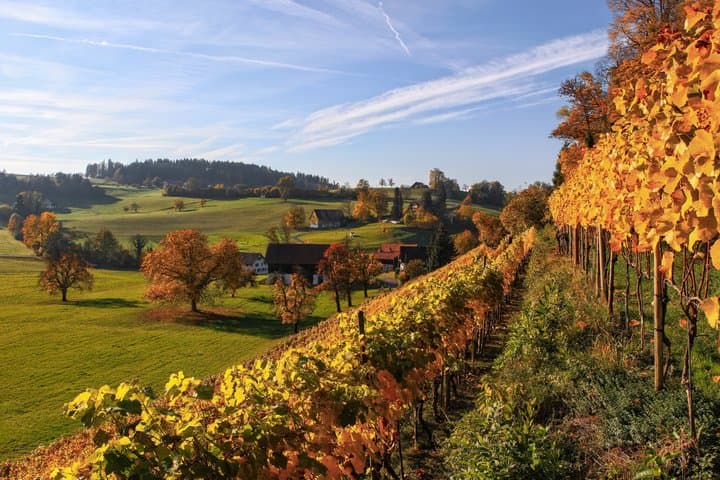 Grand Crus and Terroir wines from Alsace