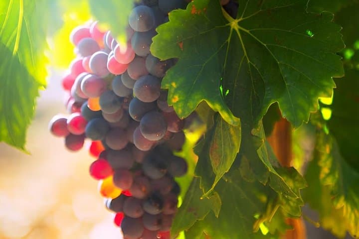 Grand Crus and Terroir wines from Alsace