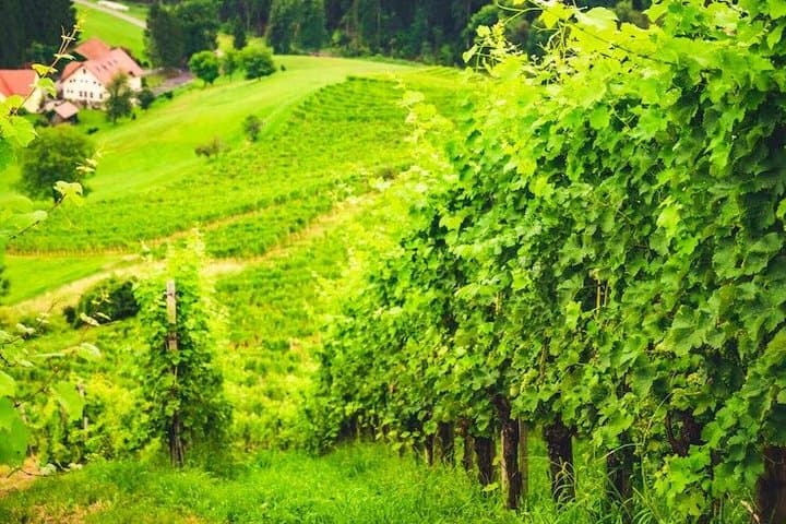Grand Crus and Terroir wines from Alsace