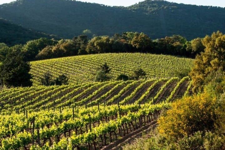 The Whispering Angel Wine Tour
